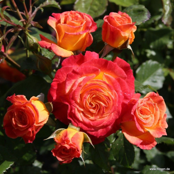 GARTENSPASS® GARTENSPASS®